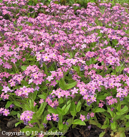 Myosotis sylvatica 'Victoria Pink', puistolemmikki